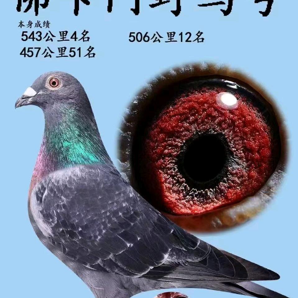 锦绣鸽业鸽子店