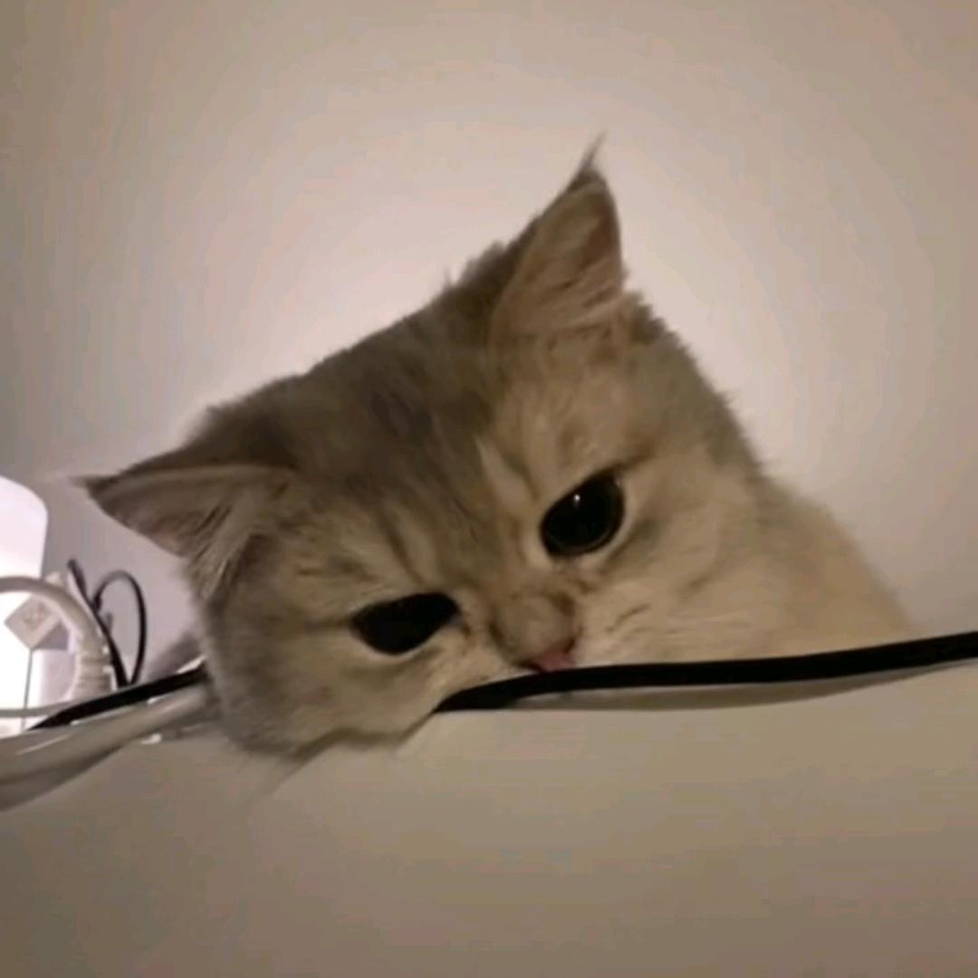 肥脸
