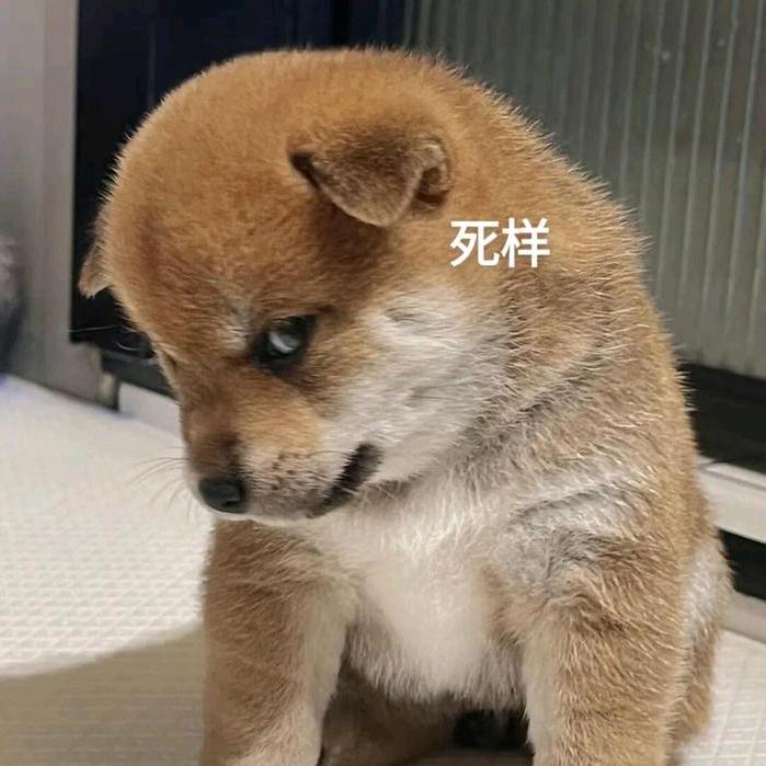 猫咪的小娇妻