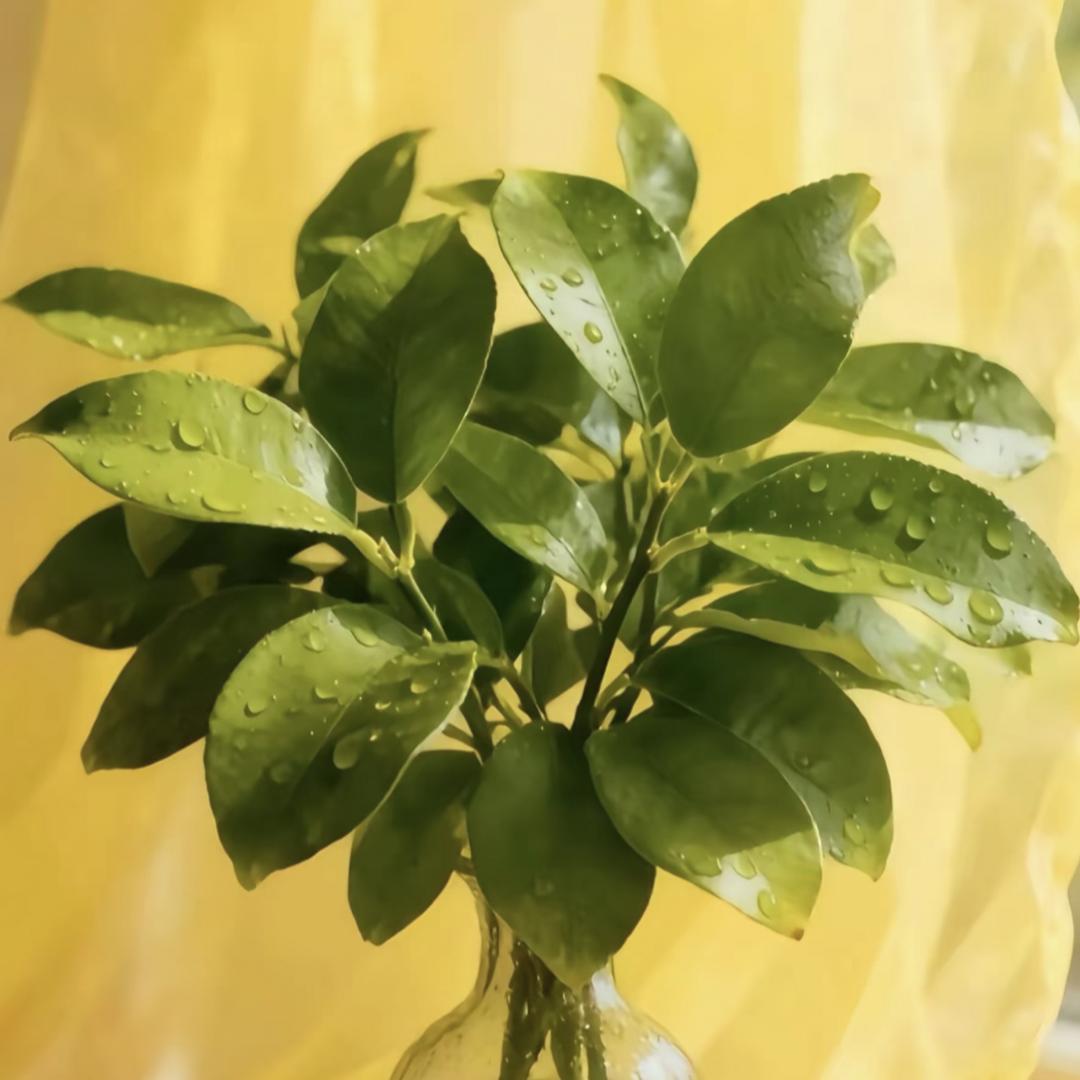 ……微笑源依☘️