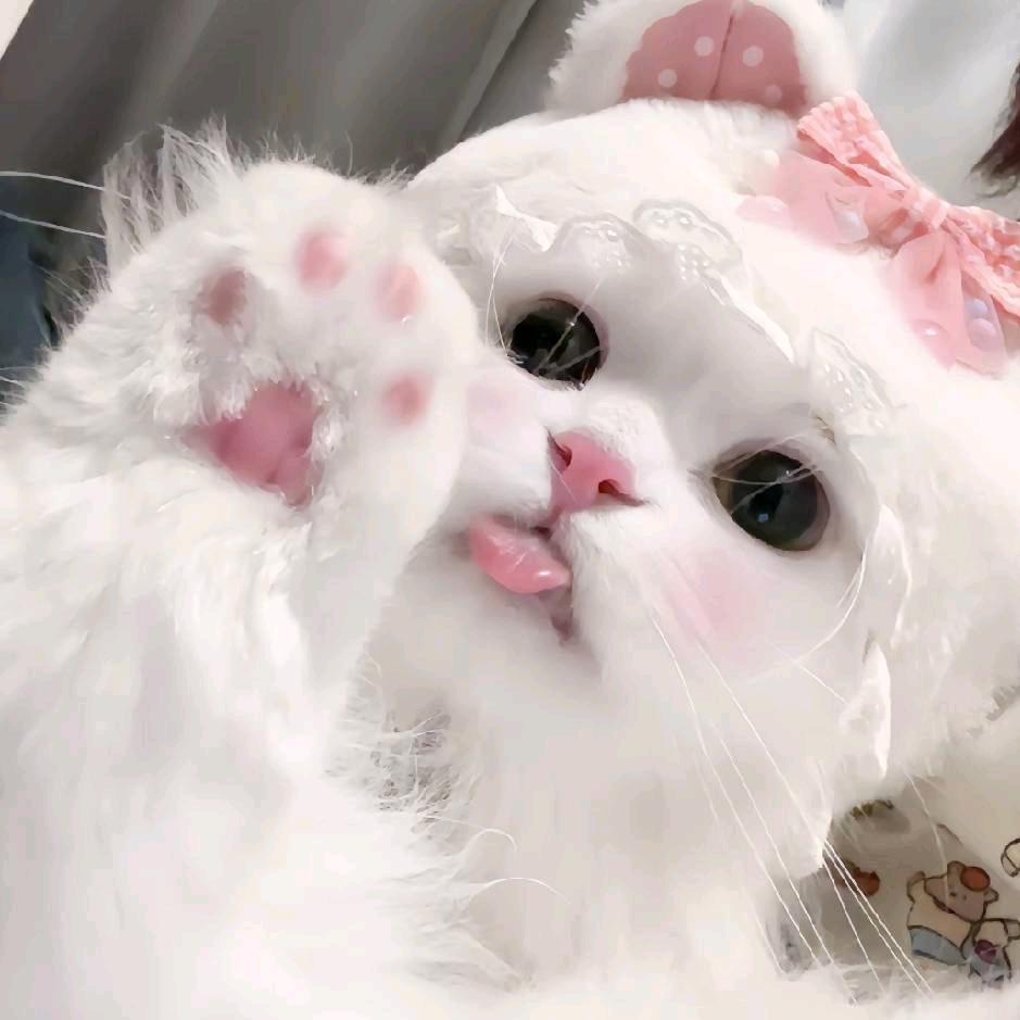 裤衩子爆改羽绒服中