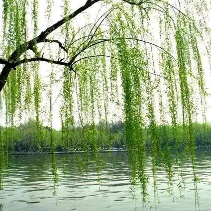 二月春风似剪刀