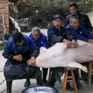 AAAA村头杀猪谢师傅