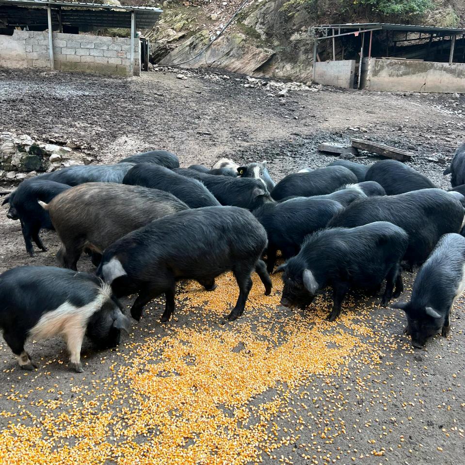 临沂猪大佬猪皮仓库