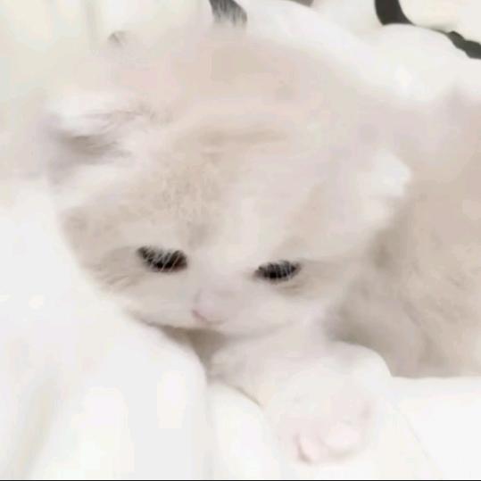 小冯