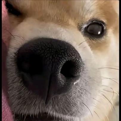 小团子