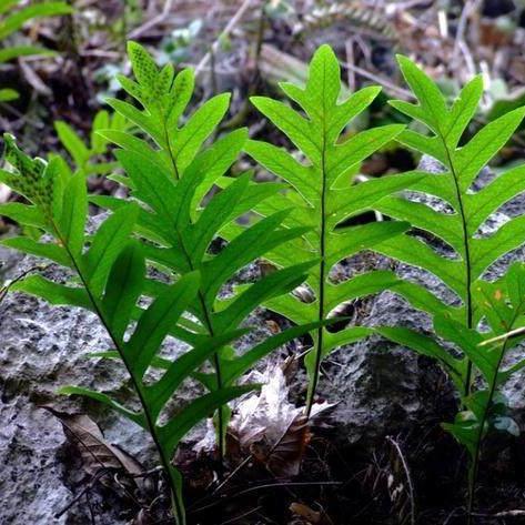 爱研究草药的小王
