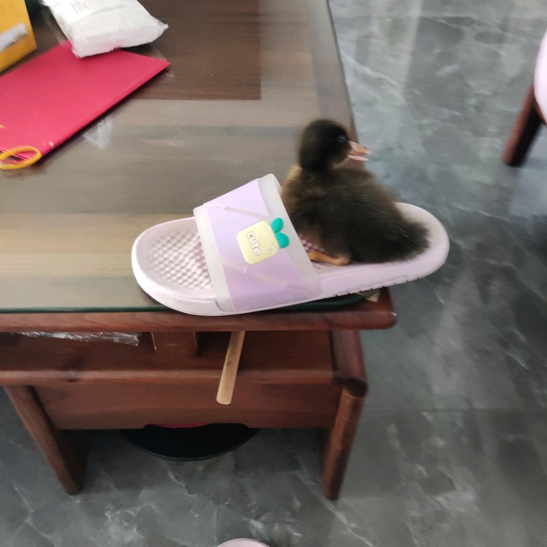 喵鸭免（拒私聊，连赞，谢谢关注）