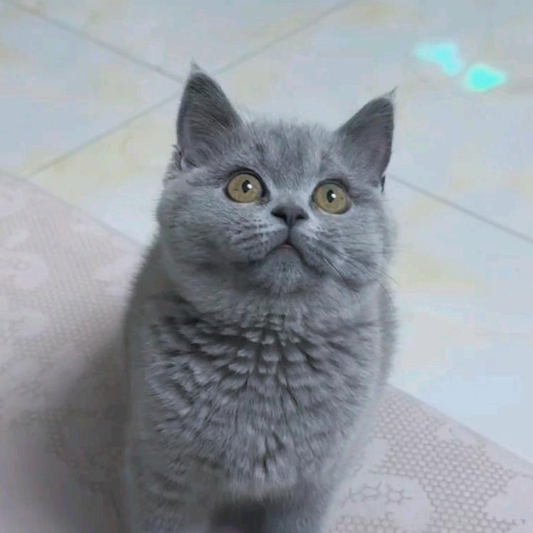 喵呜～