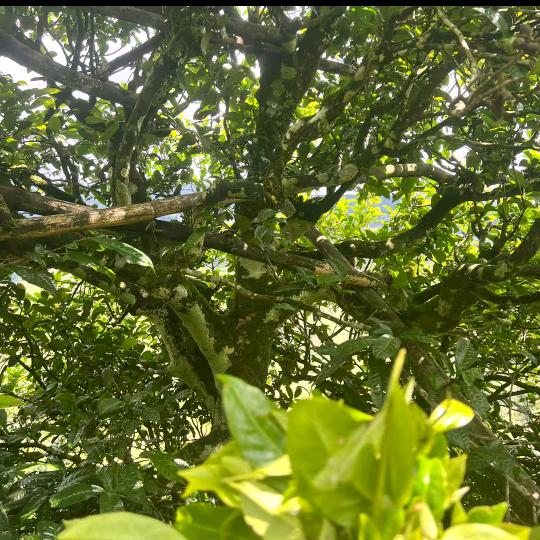 杨曦涵  上寨古树茶