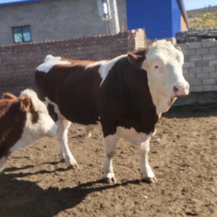 统布牛市  小宇