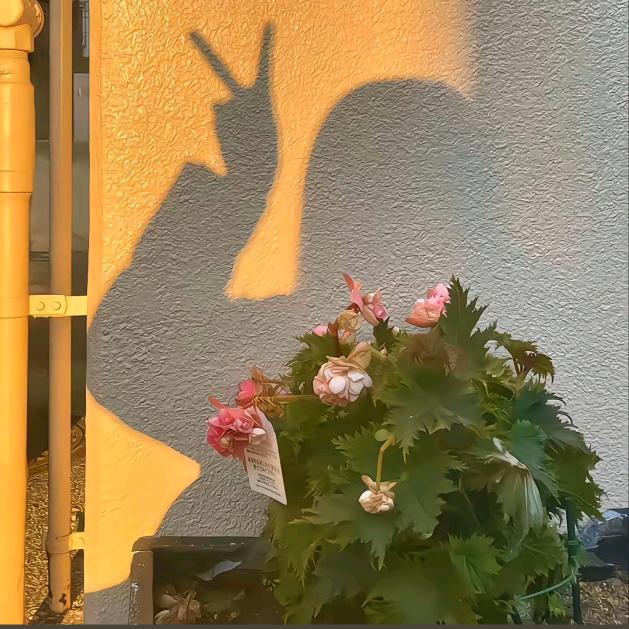 🌈顺子
