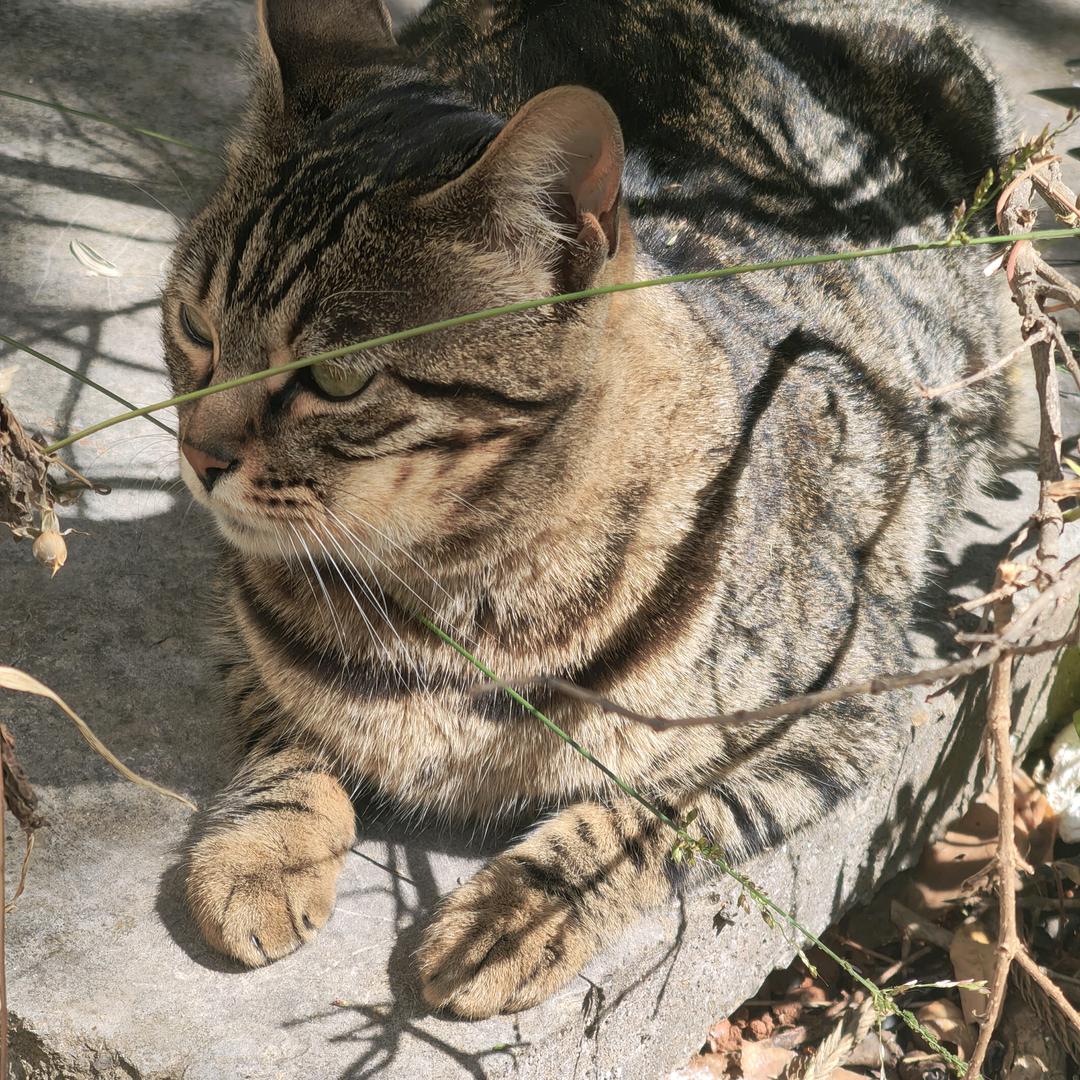 吃鸡小菜鸡（苟分）