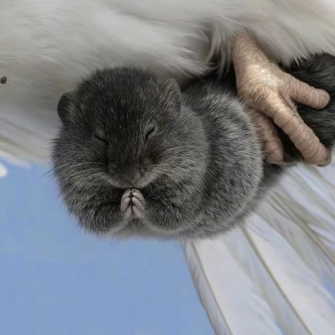 慕巧