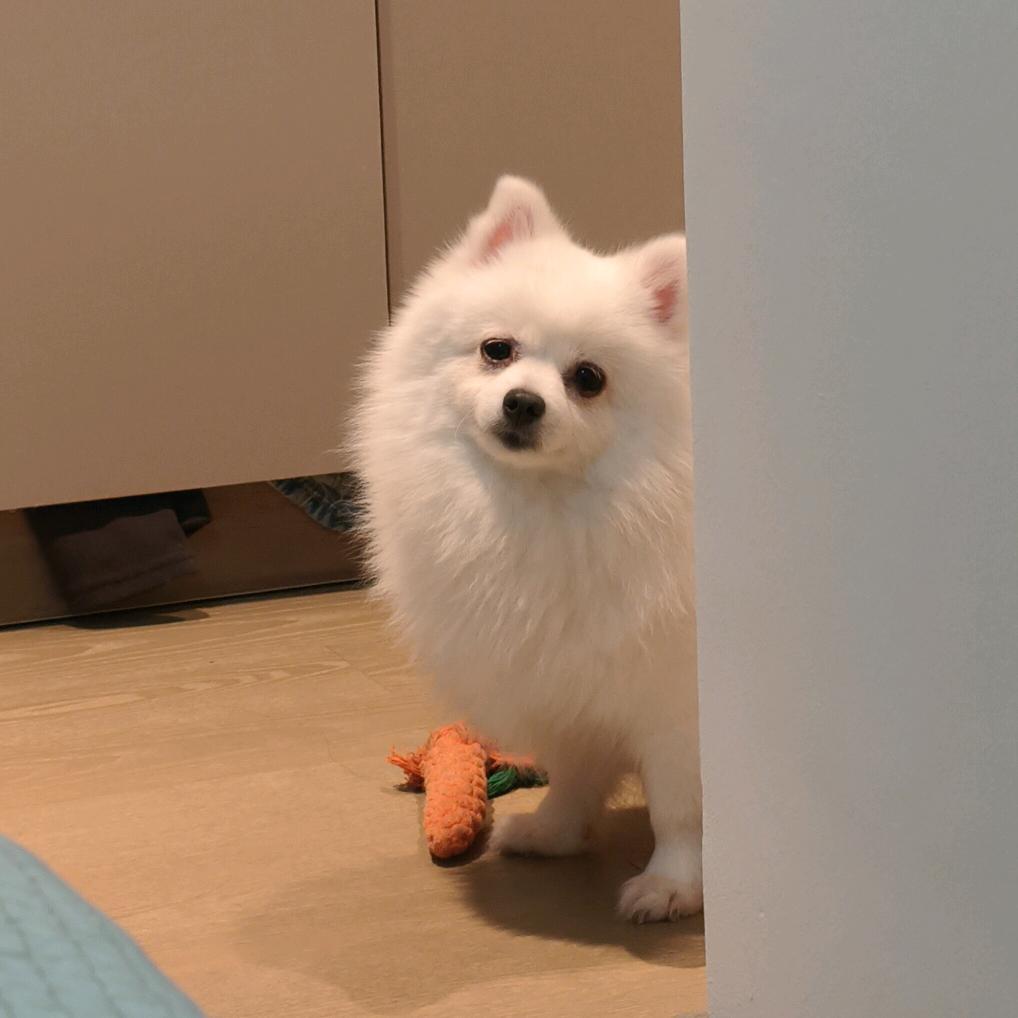 只是蜘蛛