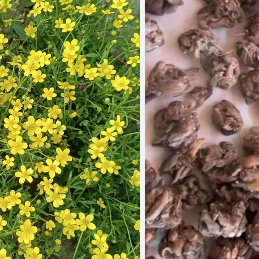 白开水（中药材种植）