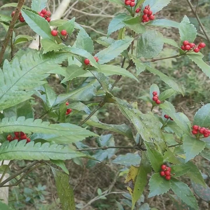 前程似锦
