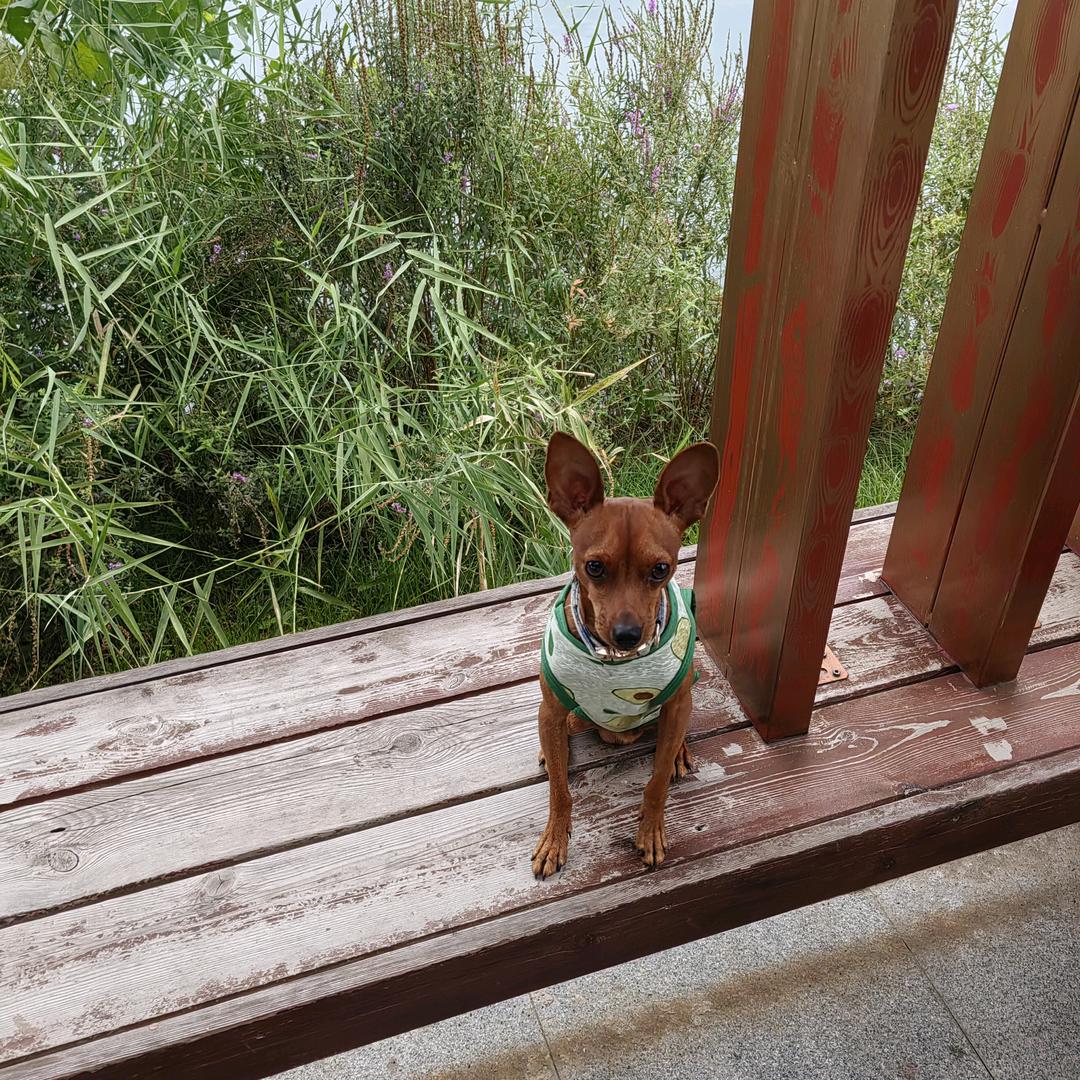 小鹿犬泡泡