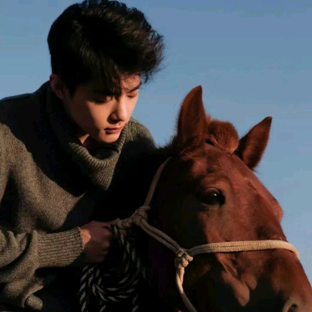 安阳市北关区向日葵优选