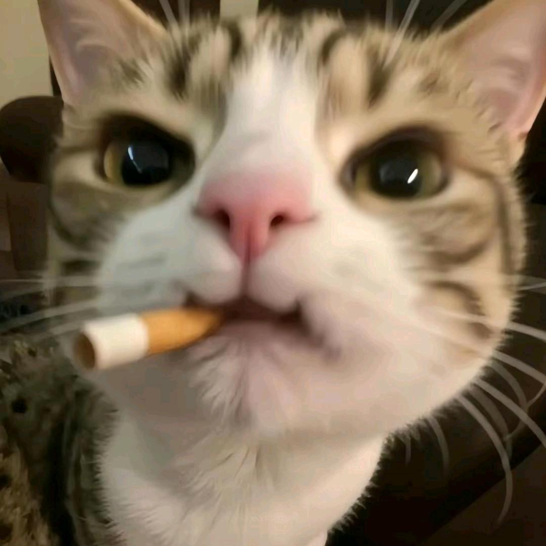 道哥的喵🐈