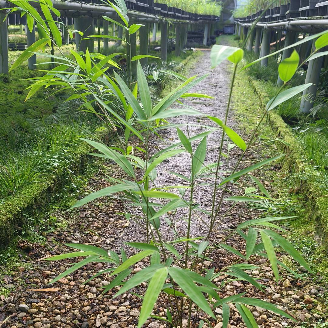 艺林花卉园