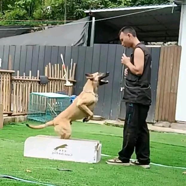 ꧁꫞训犬.蔡哥꫞꧂