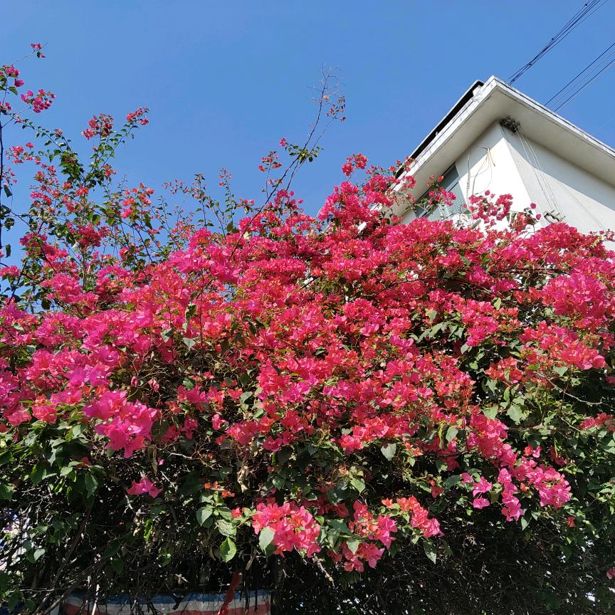 清风