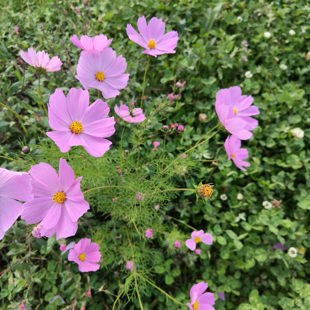蒙面人