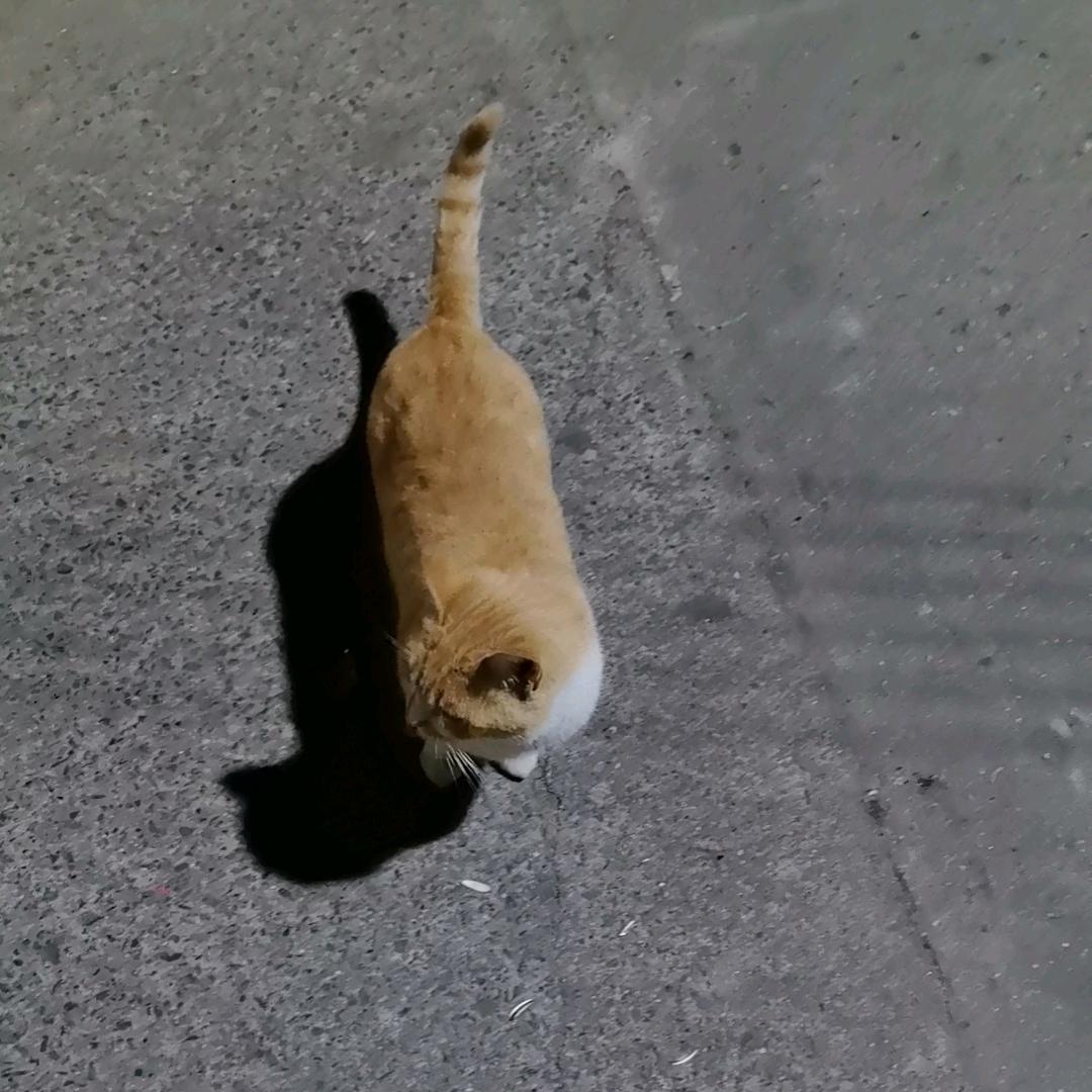 爱❤吃榴莲的小姐姐（软装中）