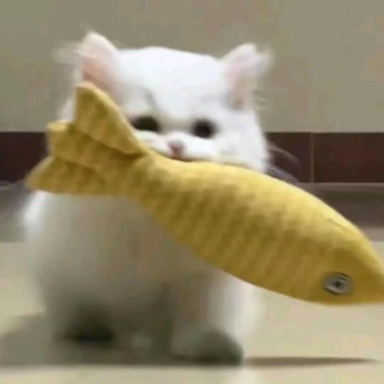 汪汪.