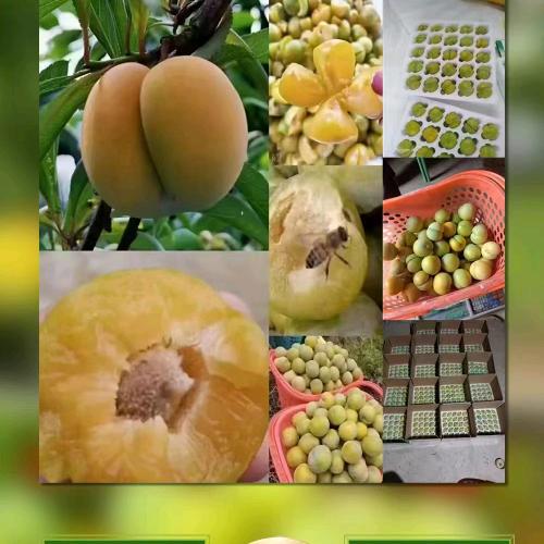 六马蜂糖李之乡