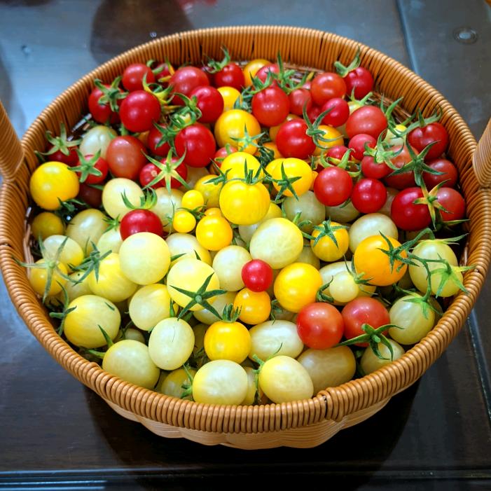 楼顶园艺盆栽小陈