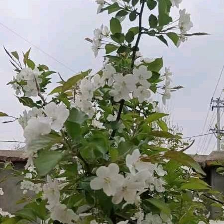 冯四英