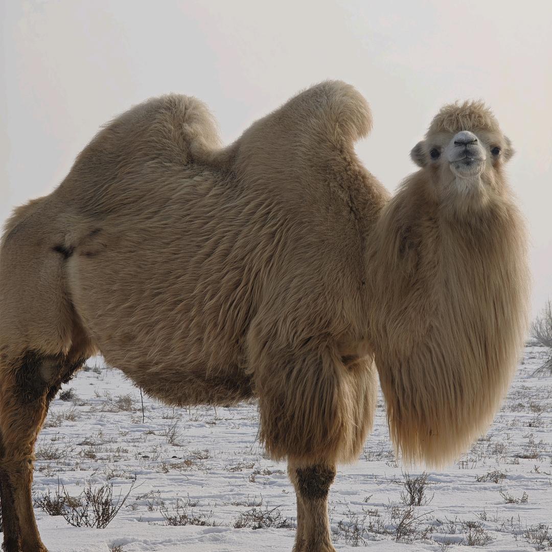 放骆驼的小胖子