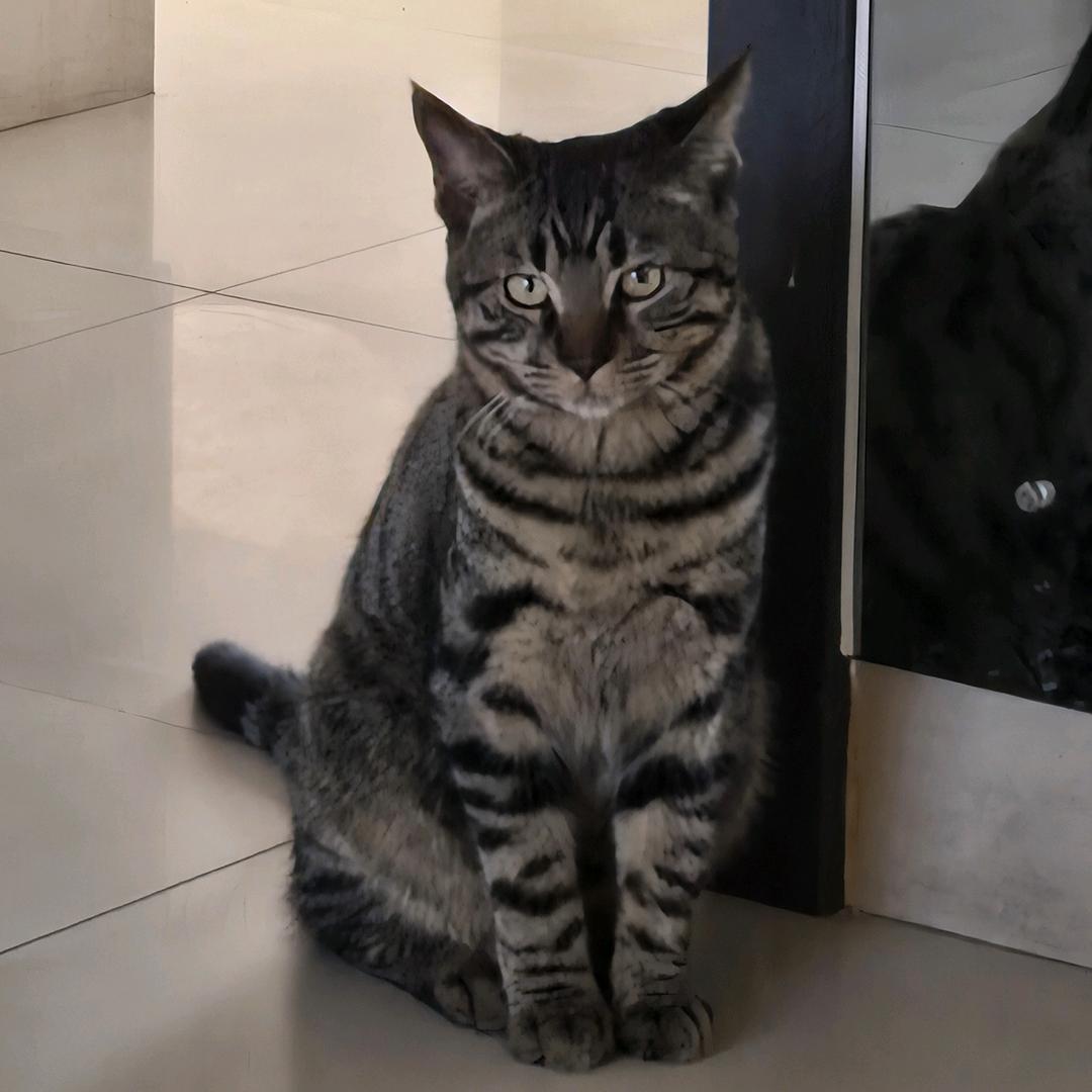 💭大脸猫