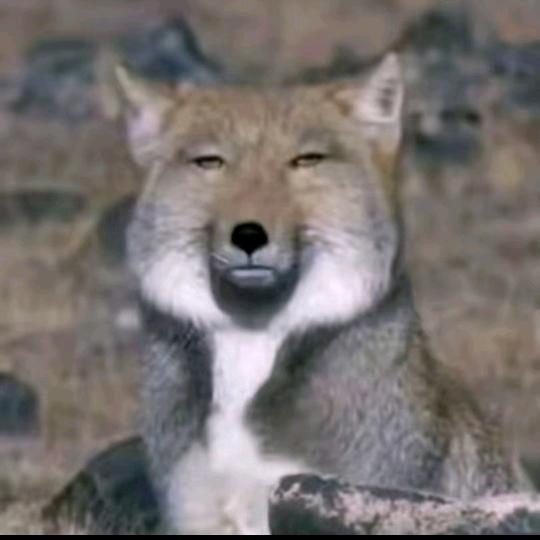 八方来财（本尊）