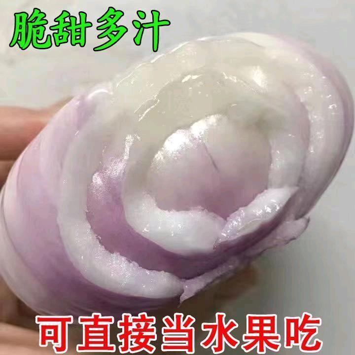 大葱洋葱种植批发零售。