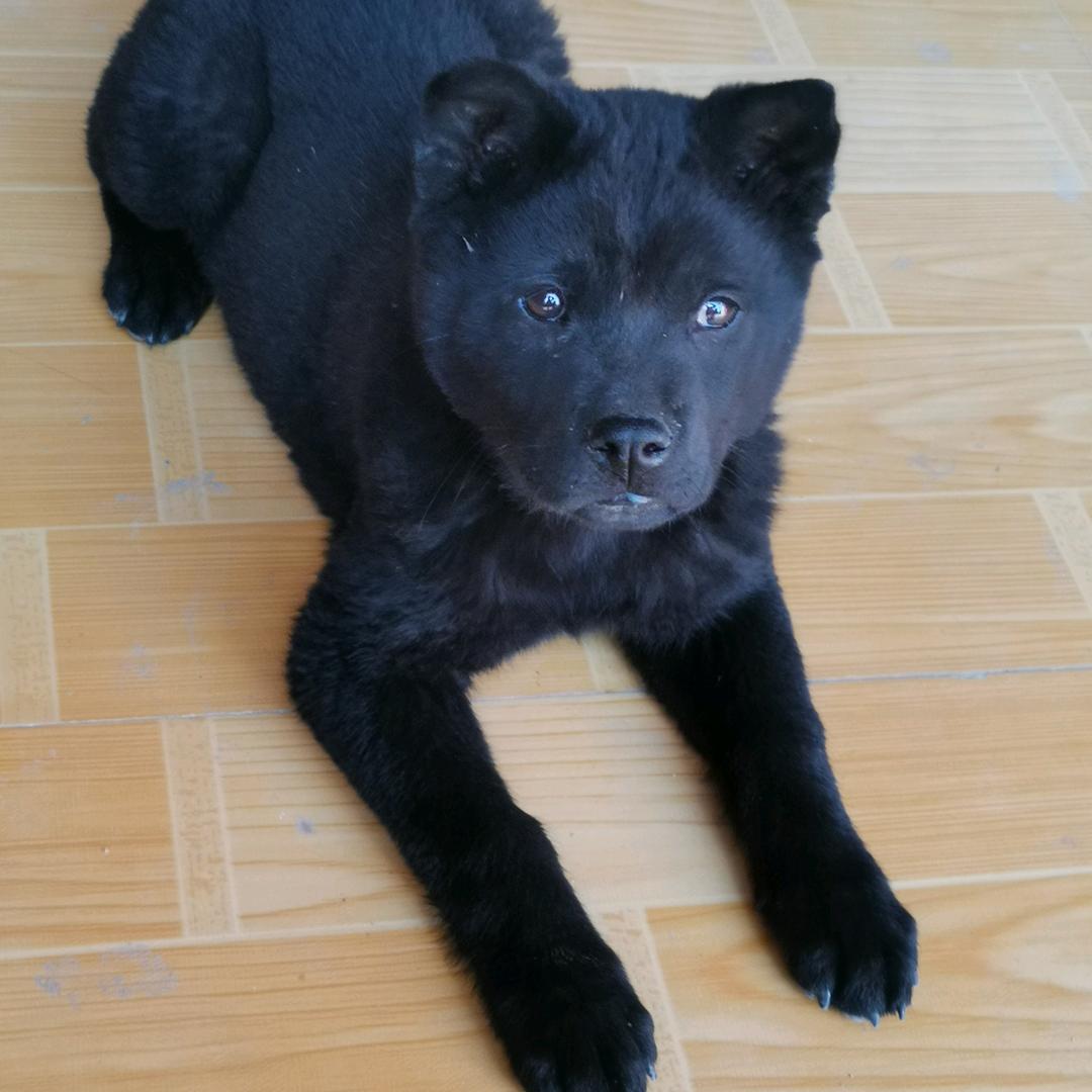 阿龙的田园犬