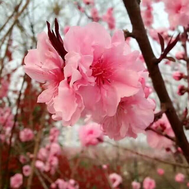 木头妈妈