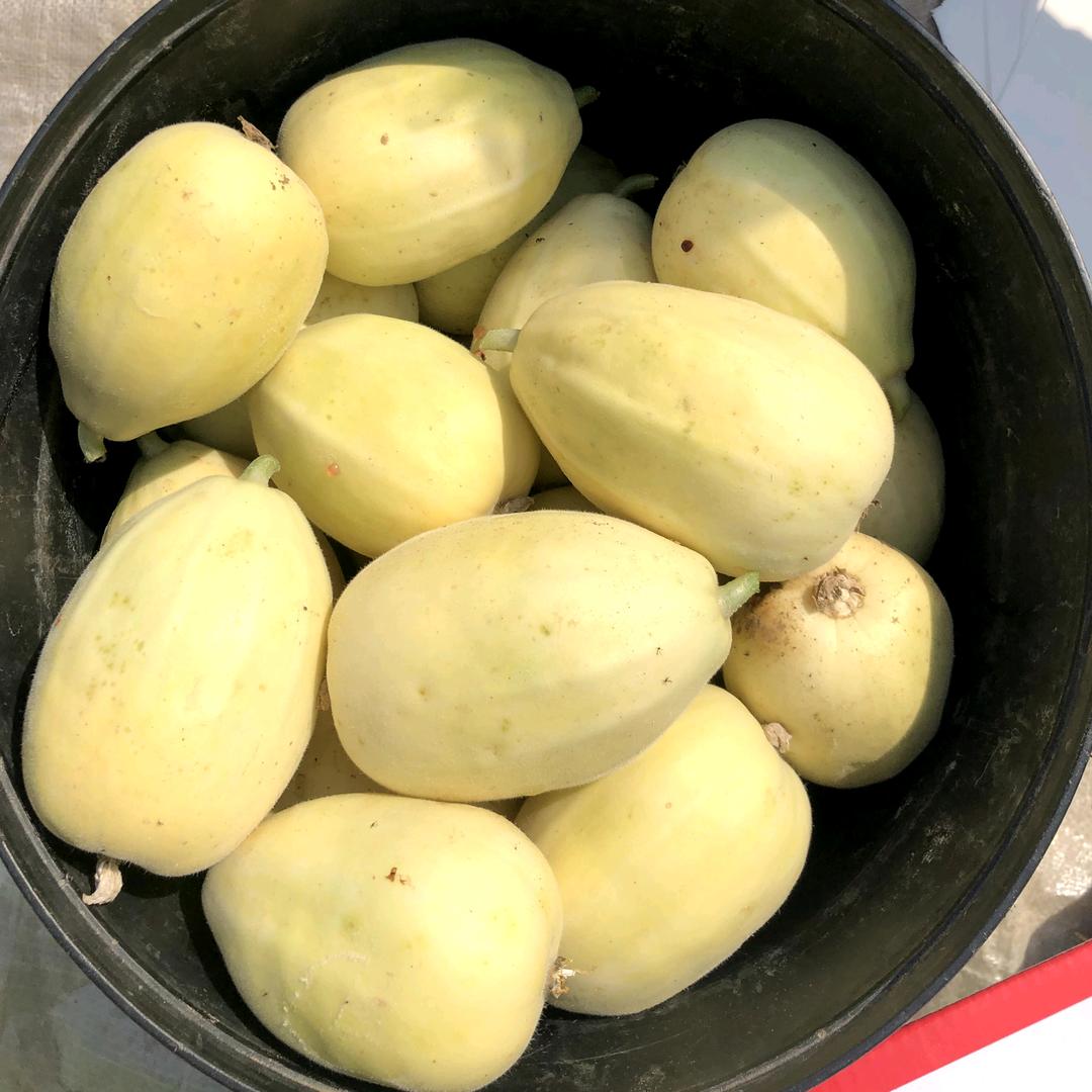 弥河银瓜大关营村