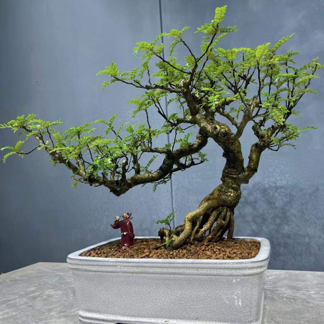 植运花卉