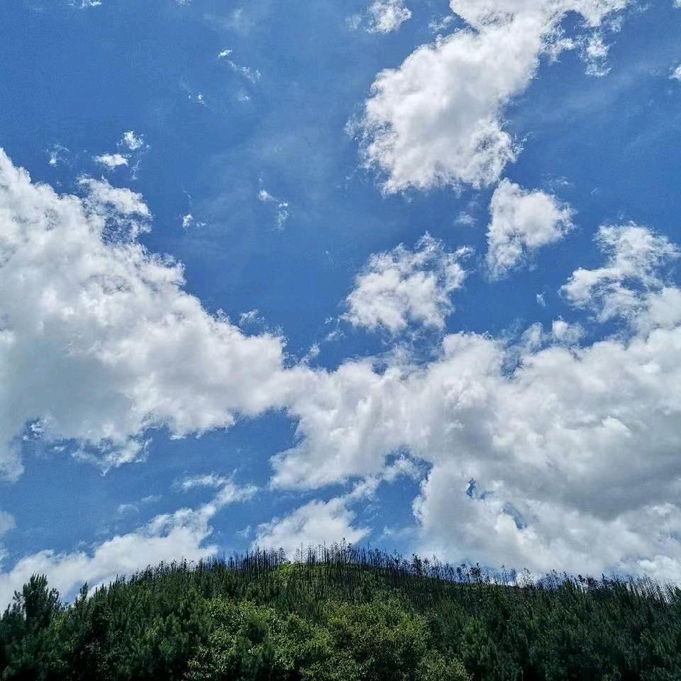 海棠