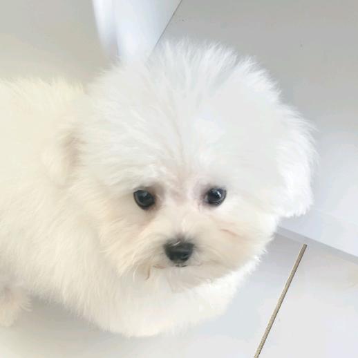可乐是一只小比熊