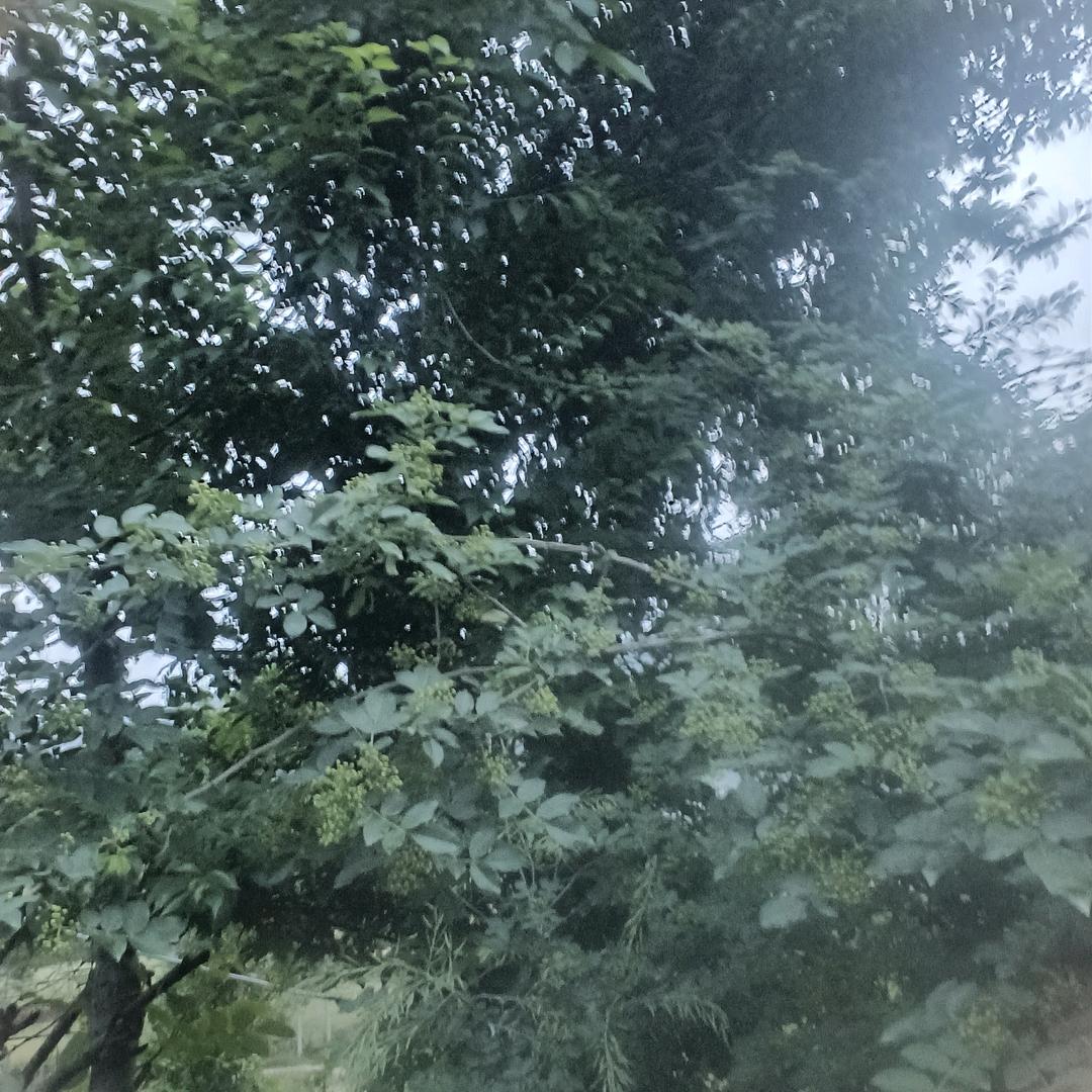 明天会更好