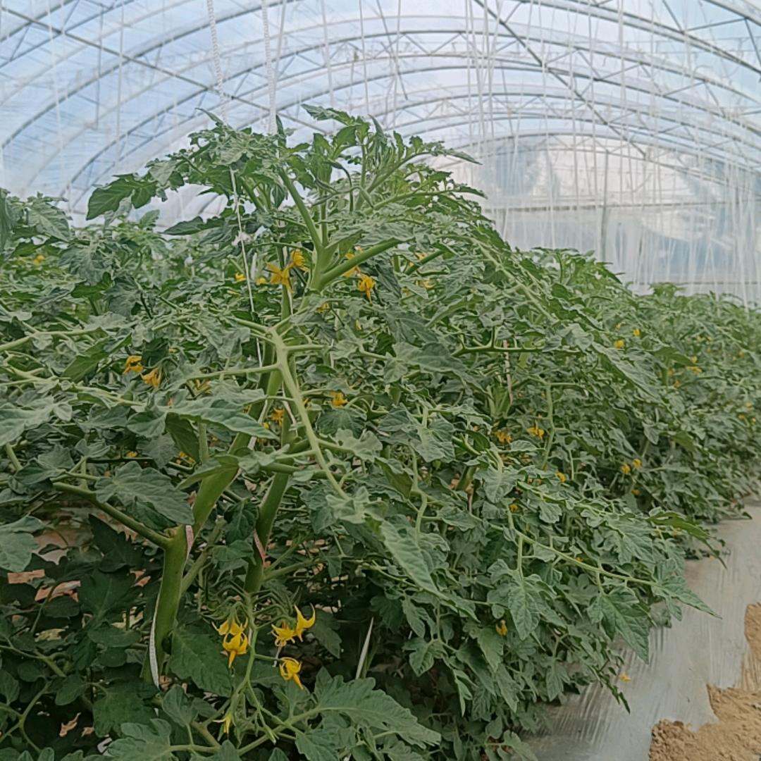 迷人的番茄🍅