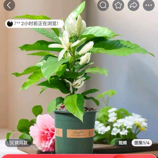 白玉兰