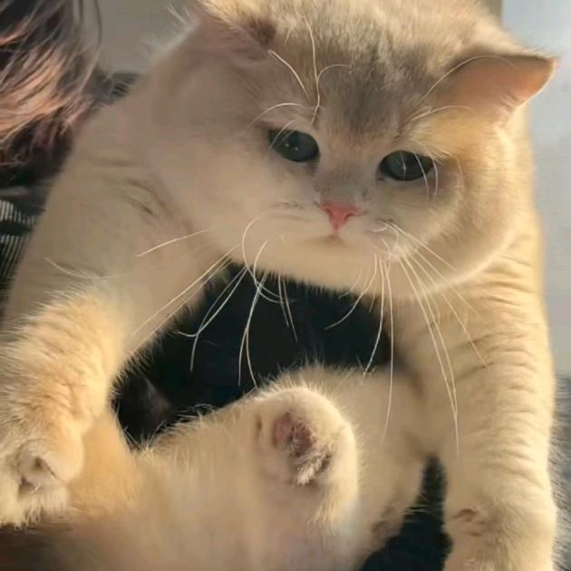 魏家潮宠，精品宠物猫