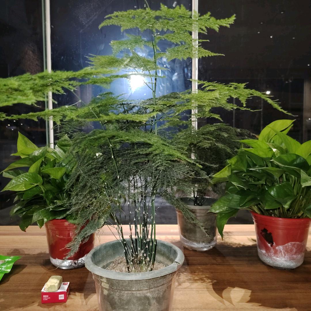 孤独的狼
