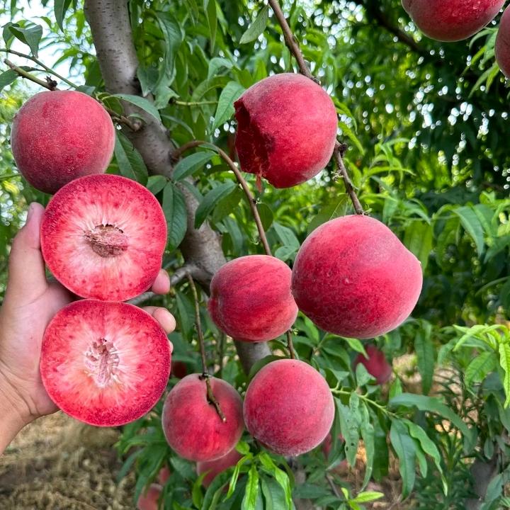 为全果树苗木专营店