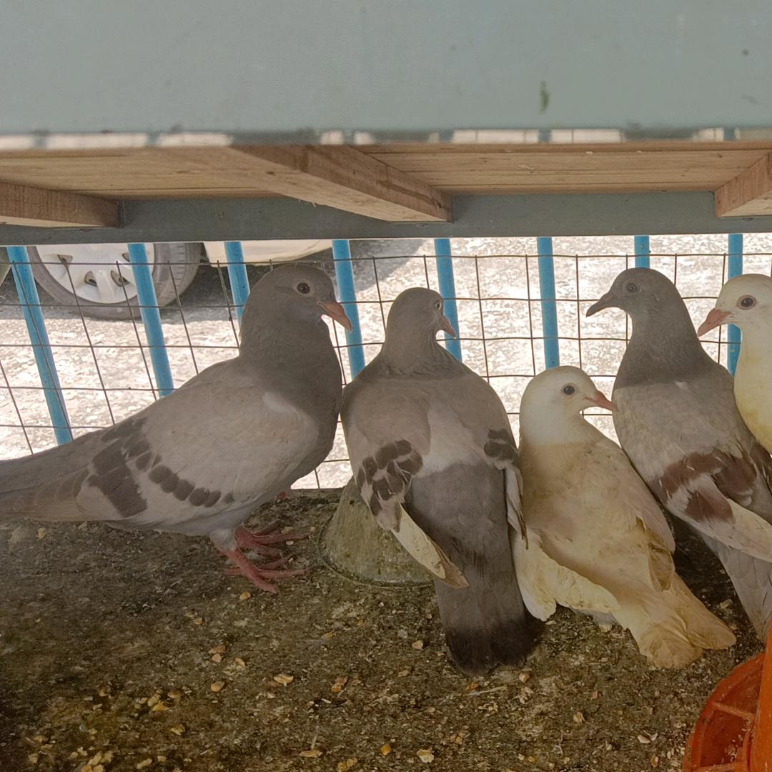 黄白鸽批发零售。学生哥